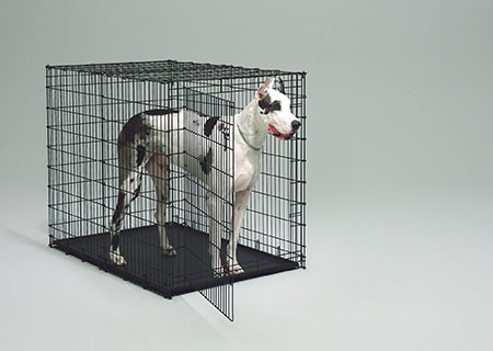 great dane size dog crate